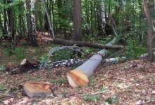U Mikleuškoj ukradeno 27 stabala u vrijednosti 8700 kn