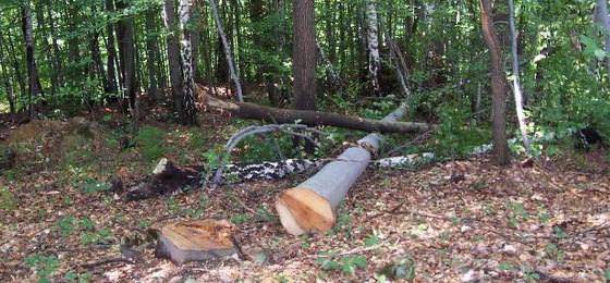 U Mikleuškoj ukradeno 27 stabala u vrijednosti 8700 kn